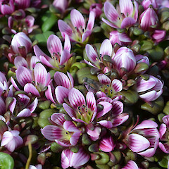 Enderby Island.<br>Photographer: Jane Gosden, Licence: <a target='_blank' href='https://creativecommons.org/licenses/by-nc-sa/4.0'>CC BY-NC-SA</a>. <a class='member-message' href='/nzpcn/why-join-nzpcn/' target='_blank'>Members can view a larger version of this image.</a>