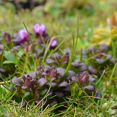 Enderby Island.<br>Photographer: Jane Gosden, Licence: <a target='_blank' href='https://creativecommons.org/licenses/by-nc-sa/4.0'>CC BY-NC-SA</a>. <a class='member-message' href='/nzpcn/why-join-nzpcn/' target='_blank'>Members can view a larger version of this image.</a>