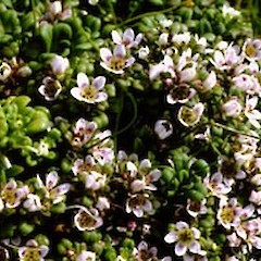 Gentianella cerina.<br>Photographer: Alison Wesley, Licence: All rights reserved.