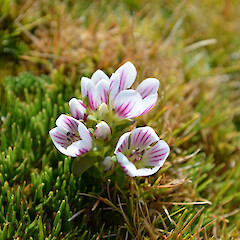 Enderby Island.<br>Photographer: Jane Gosden, Licence: <a target='_blank' href='https://creativecommons.org/licenses/by-nc-sa/4.0'>CC BY-NC-SA</a>. <a class='member-message' href='/nzpcn/why-join-nzpcn/' target='_blank'>Members can view a larger version of this image.</a>