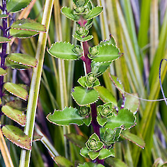 Haloragis erecta subsp. cartilaginea