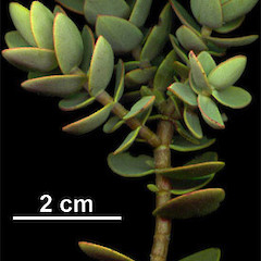 A Hebe amplexicaulis F.amplexicaulis.<br>Photographer: Mike Bayly, Licence: All rights reserved.