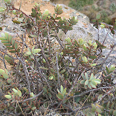 Hebe amplexicaulis f. amplexicaulis, Mt Somers.<br>Photographer: John Barkla, Licence: <a target='_blank' href='https://creativecommons.org/licenses/by/4.0'>CC BY</a>. <a class='member-message' href='/nzpcn/why-join-nzpcn/' target='_blank'>Members can view a larger version of this image.</a>