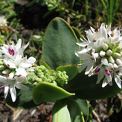 Hebe amplexicaulis f. amplexicaulis.<br>Photographer: John Barkla, Date taken: 27/12/2012, Licence: <a target='_blank' href='https://creativecommons.org/licenses/by/4.0'>CC BY</a>. <a class='member-message' href='/nzpcn/why-join-nzpcn/' target='_blank'>Members can view a larger version of this image.</a>