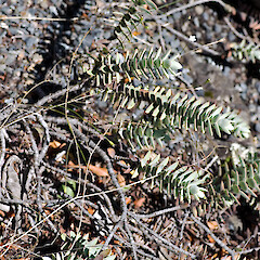 In cultivation.<br>Photographer: Jeremy R. Rolfe, Date taken: 15/03/2007, Licence: <a target='_blank' href='https://creativecommons.org/licenses/by/4.0'>CC BY</a>. <a class='member-message' href='/nzpcn/why-join-nzpcn/' target='_blank'>Members can view a larger version of this image.</a>