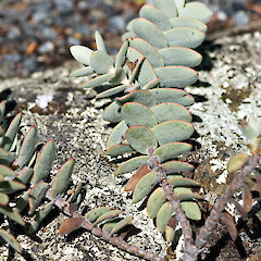 In cultivation.<br>Photographer: Jeremy R. Rolfe, Date taken: 15/03/2007, Licence: <a target='_blank' href='https://creativecommons.org/licenses/by/4.0'>CC BY</a>. <a class='member-message' href='/nzpcn/why-join-nzpcn/' target='_blank'>Members can view a larger version of this image.</a>