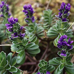 Flowers.<br>Photographer: Barry Hartley, Licence: All rights reserved.
