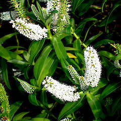 Hebe dieffenbachii.<br>Photographer: Peter J de Lange, Licence: <a target='_blank' href='https://creativecommons.org/licenses/by-nc/4.0'>CC BY-NC</a>.