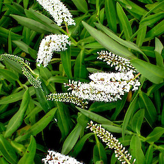 Hebe dieffenbachii.<br>Photographer: Peter J de Lange, Licence: <a target='_blank' href='https://creativecommons.org/licenses/by-nc/4.0'>CC BY-NC</a>.