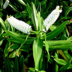 Hebe dieffenbachii.<br>Photographer: Peter J de Lange, Licence: <a target='_blank' href='https://creativecommons.org/licenses/by-nc/4.0'>CC BY-NC</a>.