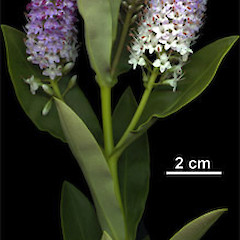 This is hybrid: Hebe chathamica x H. dieffenbachii.<br>Photographer: Mike Bayly, Licence: All rights reserved.