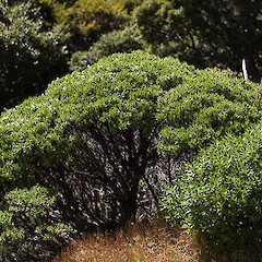 Hebe evenosa.<br>Photographer: Mike Thorsen, Licence: All rights reserved. <a class='member-message' href='/nzpcn/why-join-nzpcn/' target='_blank'>Members can view a larger version of this image.</a>