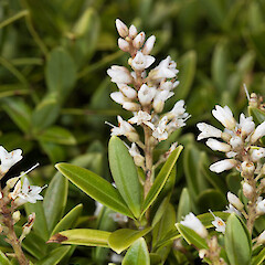 Hebe evenosa.<br>Photographer: Mike Thorsen, Licence: All rights reserved. <a class='member-message' href='/nzpcn/why-join-nzpcn/' target='_blank'>Members can view a larger version of this image.</a>