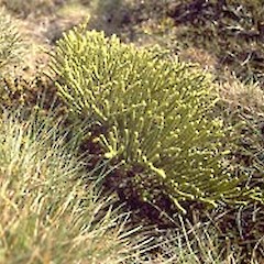 Mt Burns. January.<br>Photographer: John Smith-Dodsworth, Licence: <a target='_blank' href='https://creativecommons.org/licenses/by-nc/4.0'>CC BY-NC</a>.