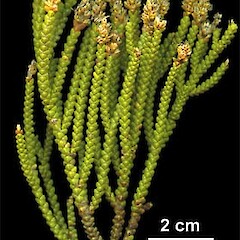 Veronica poppelwellii
