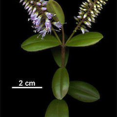 A Hebe obtusata.<br>Photographer: Mike Bayly, Licence: All rights reserved.