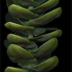 A Hebe pareora.<br>Photographer: Mike Bayly, Licence: All rights reserved.