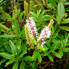 Veronica pubescens subsp. sejuncta