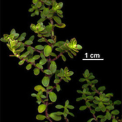 Veronica kellowiae