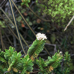 Near Attempt Hill (type specimen), D’Urville Island.<br>Photographer: Gillian M. Crowcroft, Date taken: 01/01/2001, Licence: All rights reserved.