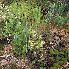 Hebe rigidula var. sulcata near Attempt Hill.<br>Photographer: Mike Bayly, Licence: All rights reserved.