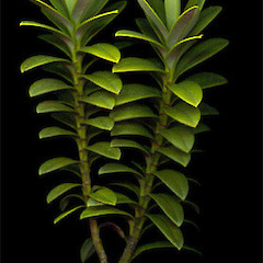 Hebe rigidula var. sulcata.<br>Photographer: Mike Bayly, Licence: All rights reserved.
