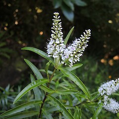 Puponga, north west Nelson coast.<br>Photographer: Simon Walls, Date taken: 09/02/2017, Licence: <a target='_blank' href='https://creativecommons.org/licenses/by-nc/4.0'>CC BY-NC</a>. <a class='member-message' href='/nzpcn/why-join-nzpcn/' target='_blank'>Members can view a larger version of this image.</a>