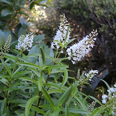 Puponga, north west Nelson coast.<br>Photographer: Simon Walls, Date taken: 09/03/2017, Licence: <a target='_blank' href='https://creativecommons.org/licenses/by-nc/4.0'>CC BY-NC</a>. <a class='member-message' href='/nzpcn/why-join-nzpcn/' target='_blank'>Members can view a larger version of this image.</a>
