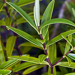 Veronica stenophylla var. oliveri