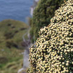 Helichrysum selago var. tumidum.<br>Photographer: John Barkla, Licence: <a target='_blank' href='https://creativecommons.org/licenses/by/4.0'>CC BY</a>. <a class='member-message' href='/nzpcn/why-join-nzpcn/' target='_blank'>Members can view a larger version of this image.</a>