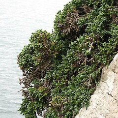 The Chasm, Otago Peninsula.<br>Photographer: John Barkla, Licence: <a target='_blank' href='https://creativecommons.org/licenses/by/4.0'>CC BY</a>. <a class='member-message' href='/nzpcn/why-join-nzpcn/' target='_blank'>Members can view a larger version of this image.</a>