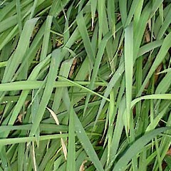 Imperata cheesemanii