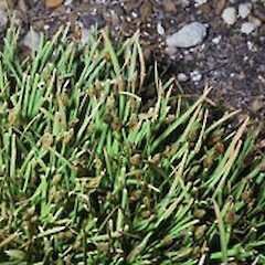 Isolepis crassiuscula