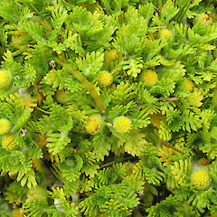Enderby Island.<br>Photographer: John Barkla, Licence: <a target='_blank' href='https://creativecommons.org/licenses/by/4.0'>CC BY</a>.