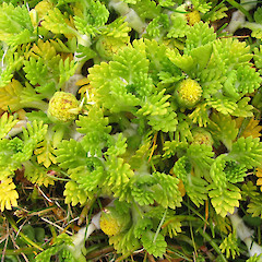 Enderby Island.<br>Photographer: John Barkla, Licence: <a target='_blank' href='https://creativecommons.org/licenses/by/4.0'>CC BY</a>.