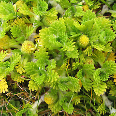 Enderby Island.<br>Photographer: John Barkla, Licence: <a target='_blank' href='https://creativecommons.org/licenses/by/4.0'>CC BY</a>. <a class='member-message' href='/nzpcn/why-join-nzpcn/' target='_blank'>Members can view a larger version of this image.</a>