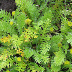 Campbell Island.<br>Photographer: John Barkla, Licence: <a target='_blank' href='https://creativecommons.org/licenses/by/4.0'>CC BY</a>. <a class='member-message' href='/nzpcn/why-join-nzpcn/' target='_blank'>Members can view a larger version of this image.</a>