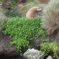 Campbell Island.<br>Photographer: John Barkla, Licence: <a target='_blank' href='https://creativecommons.org/licenses/by/4.0'>CC BY</a>. <a class='member-message' href='/nzpcn/why-join-nzpcn/' target='_blank'>Members can view a larger version of this image.</a>