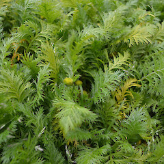 Campbell Island.<br>Photographer: Jane Gosden, Licence: <a target='_blank' href='https://creativecommons.org/licenses/by-nc-sa/4.0'>CC BY-NC-SA</a>. <a class='member-message' href='/nzpcn/why-join-nzpcn/' target='_blank'>Members can view a larger version of this image.</a>