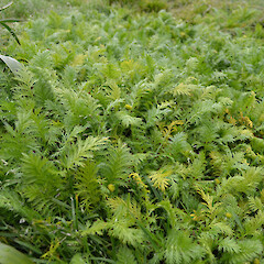Campbell Island.<br>Photographer: Jane Gosden, Licence: <a target='_blank' href='https://creativecommons.org/licenses/by-nc-sa/4.0'>CC BY-NC-SA</a>. <a class='member-message' href='/nzpcn/why-join-nzpcn/' target='_blank'>Members can view a larger version of this image.</a>