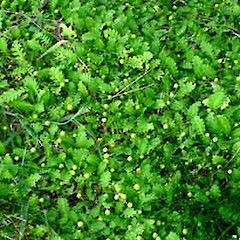 Leptinella potentillina sward in coastal turf, Chatham Island, Point Somes.<br>Photographer: Peter J de Lange, Date taken: 10/01/2006, Licence: <a target='_blank' href='https://creativecommons.org/licenses/by-nc/4.0'>CC BY-NC</a>.