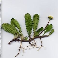 Cultivated.<br>Photographer: John Barkla, Licence: <a target='_blank' href='https://creativecommons.org/licenses/by/4.0'>CC BY</a>. <a class='member-message' href='/nzpcn/why-join-nzpcn/' target='_blank'>Members can view a larger version of this image.</a>