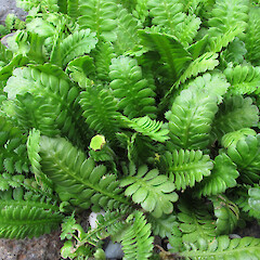 In cultivation.<br>Photographer: John Barkla, Licence: <a target='_blank' href='https://creativecommons.org/licenses/by/4.0'>CC BY</a>. <a class='member-message' href='/nzpcn/why-join-nzpcn/' target='_blank'>Members can view a larger version of this image.</a>
