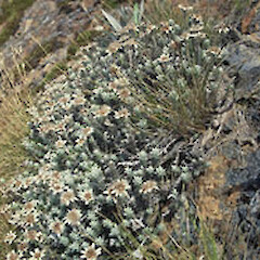 Leucogenes neglecta