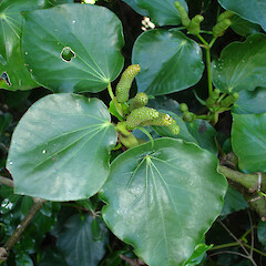 Piper excelsum subsp. delangei