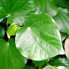 Peltate leaf. Dec 2006.<br>Photographer: Peter J de Lange, Licence: <a target='_blank' href='https://creativecommons.org/licenses/by-nc/4.0'>CC BY-NC</a>.