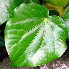 Peltate leaf. Dec 2006.<br>Photographer: Peter J de Lange, Licence: <a target='_blank' href='https://creativecommons.org/licenses/by-nc/4.0'>CC BY-NC</a>.