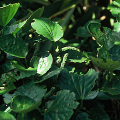 South West Island, October 1991.<br>Photographer: Peter J de Lange, Licence: <a target='_blank' href='https://creativecommons.org/licenses/by-nc/4.0'>CC BY-NC</a>.