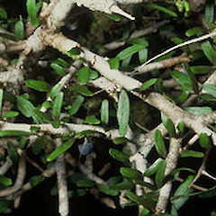 Ahukawakawa, Mt Taranaki.<br>Photographer: John Smith-Dodsworth, Licence: <a target='_blank' href='https://creativecommons.org/licenses/by-nc/4.0'>CC BY-NC</a>.