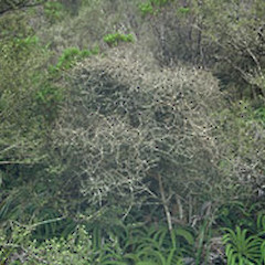 Ahukawakawa, Taranaki.<br>Photographer: John Smith-Dodsworth, Licence: <a target='_blank' href='https://creativecommons.org/licenses/by-nc/4.0'>CC BY-NC</a>.